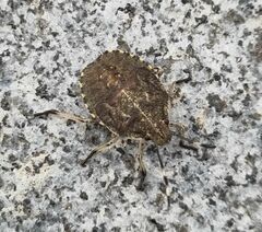 Rhaphigaster nebulosa