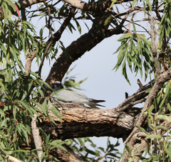 Coracina novaehollandiae