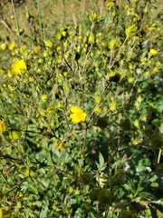 Potentilla pulcherrima