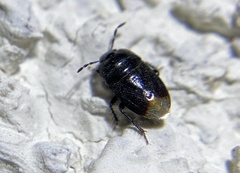 Cydnidae