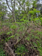Fraxinus angustifolia