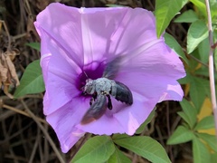 Xylocopa abbotti