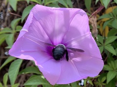 Xylocopa abbotti