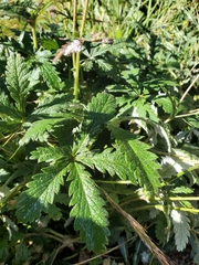 Potentilla pulcherrima