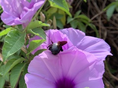 Xylocopa abbotti