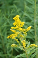 Olibrus semistriatus