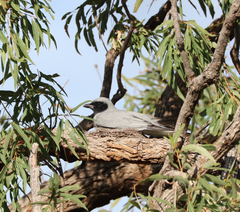 Coracina novaehollandiae