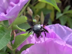 Xylocopa abbotti