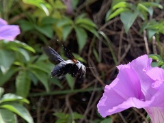 Xylocopa abbotti