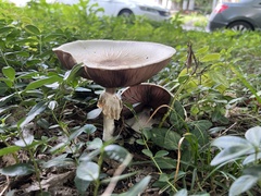 Agaricus