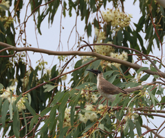 Philemon corniculatus