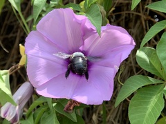 Xylocopa abbotti
