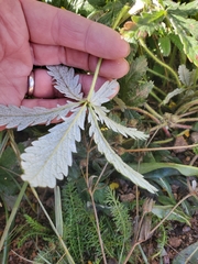 Potentilla pulcherrima