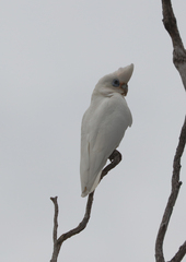 Cacatua sanguinea