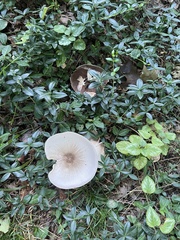 Agaricus