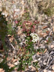 Platysace lanceolata