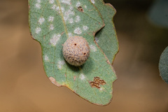 Cynips multipunctata