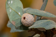Cynips multipunctata