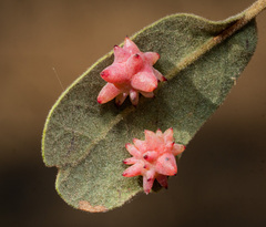 Cynips quercusechinus