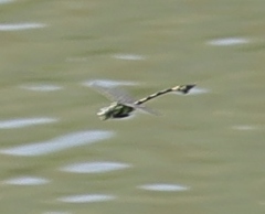 Ictinogomphus rapax