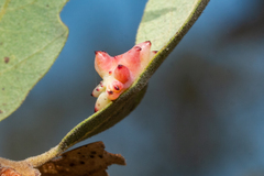 Cynips quercusechinus