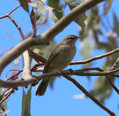 Cincloramphus mathewsi