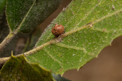 Callirhytis serricornis