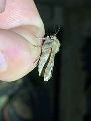 Xestia xanthographa