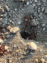 Pogonomyrmex californicus