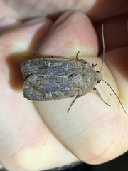 Xestia xanthographa
