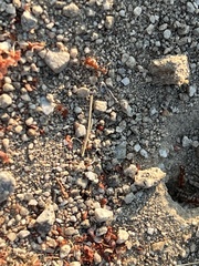 Pogonomyrmex californicus