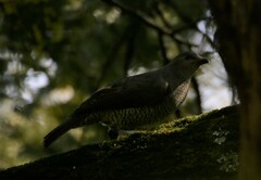 Ptilonorhynchus violaceus