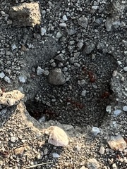 Pogonomyrmex californicus