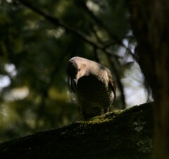 Ptilonorhynchus violaceus