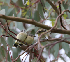 Acanthiza chrysorrhoa