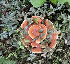 Ganoderma
