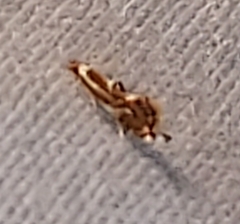 Philonome clemensella