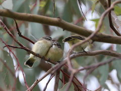 Acanthiza chrysorrhoa