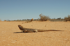 Pogona vitticeps
