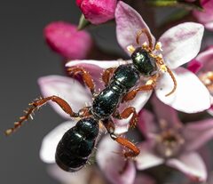 Diamma bicolor