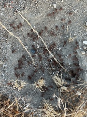 Pogonomyrmex californicus