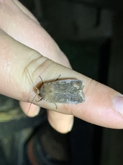 Xestia xanthographa