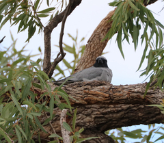 Coracina novaehollandiae