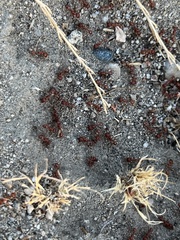Pogonomyrmex californicus