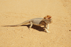 Pogona vitticeps