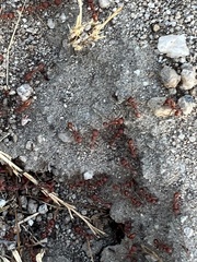 Pogonomyrmex californicus