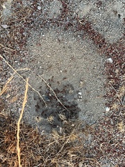 Pogonomyrmex californicus