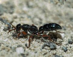 Diamma bicolor