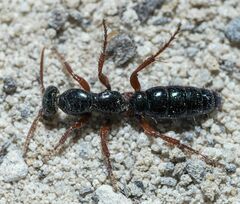 Diamma bicolor