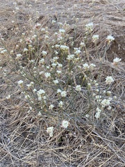 Eriogonum nudum